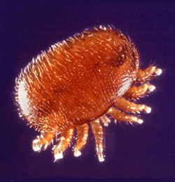 Dorsal views of an adult bee louse, Braula coeca Nitzsch, (left); and an adult varroa mite, Varroa destructor Anderson and Trueman, (right). Varroa mites are more oval in shape, and have eight legs as compared to the bee louse, which has six legs. 