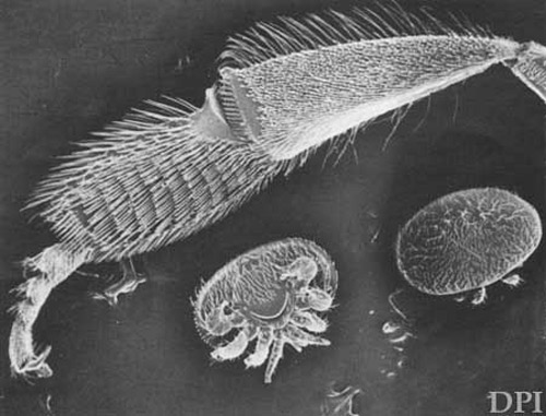 Adult female varroa mites, Varroa destructor Anderson & Trueman, ventral (left) and dorsal (right) views (lower right), with a honey bee's metathoracic leg (top) for scale. 