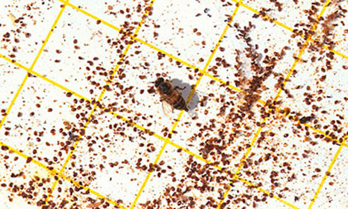 Parasitic varroa mites, Varroa destructor Anderson & Trueman, attached to a sticky board removed from the bottom of a beehive. 