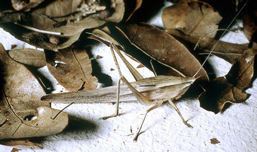 Brown adult male, Neoconocephalus triops (L.), among brown leaves.