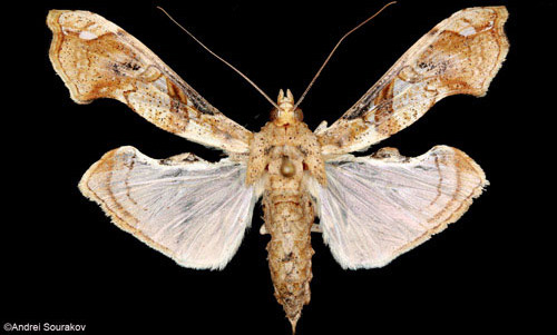 An adult Erythrina stem-borer, Terastia meticulosalis Guenée.