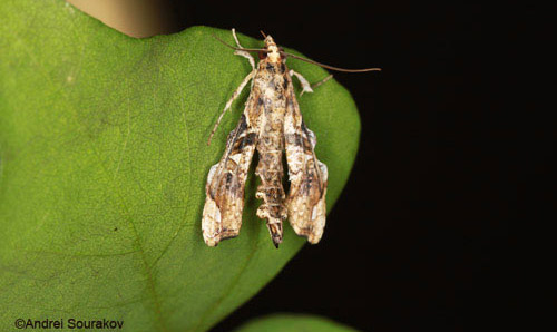 An adult Erythrina stem-borer, Terastia meticulosalis Guenée. 