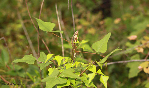 Erythrina herbacea in July, showing a characteristic dying off of the stem as the larva of Terastia meticulosalis Guenée burrows downwards.