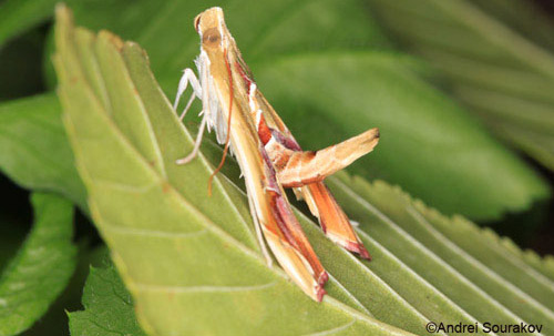 An adult Erythrina leaf-roller, Agathodes designalis Guenée. 