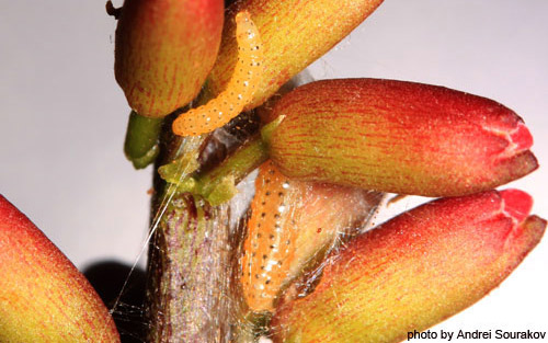 Webbing of the first and second instar larvae, Spring generation, of Agathodes designalis Guenée over the inflorescence of Erythrina herbacea. 