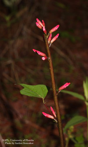 Coral bean, Erythrina herbacea, a host plant of Terastia meticulosalis Guenée and Agathodes designalis Guenée.