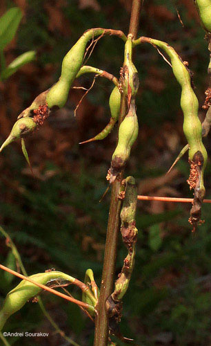 Coral bean, Erythrina herbacea, plant in late Spring (June) following an infestation, with pods hollowed by larvae of Terastia meticulosalis Guenée. 