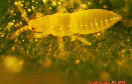 Larva of the chilli thrips, Scirtothrips dorsalis Hood, feeding on cotton leaf. 