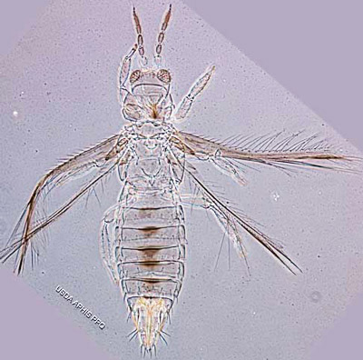 Adult chilli thrips, Scirtothrips dorsalis Hood. 