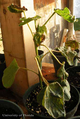 Cotton plant heavily infested with the chilli thrips, Scirtothrips dorsalis Hood.