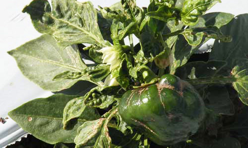 Deformed pepper fruit (no economic value) after damage from an infestation of the chilli thrips, Scirtothrips dorsalis Hood. 