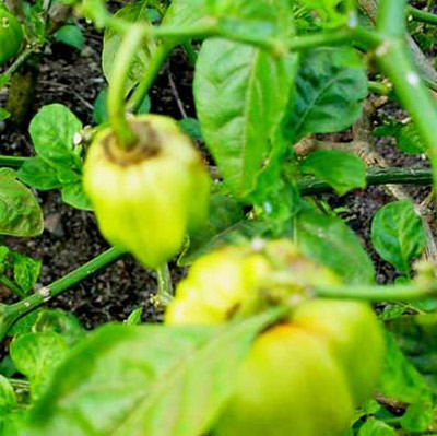 Feeding on host plant by the chilli thrips, Scirtothrips dorsalis Hood, also results in softening of calyx which causes premature falling of fruits. 