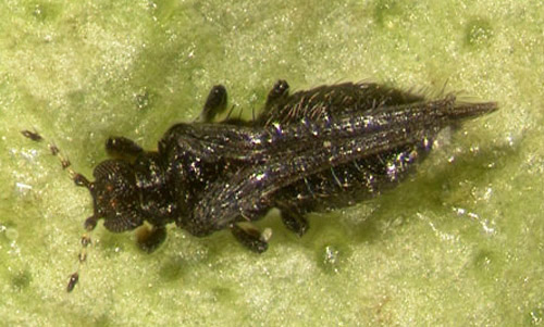 Adult redbanded thrips, Selenothrips rubrocinctus (Giard). 