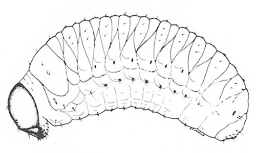 Larva of the hunting billbug, Sphenophorus venatus vestitus Chittenden. 