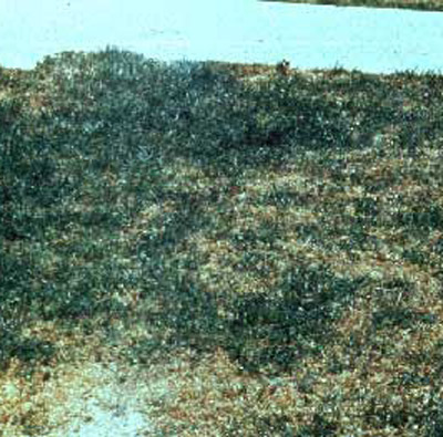 Damage caused by larvae of the hunting billbug, Sphenophorus venatus vestitus Chittenden. 