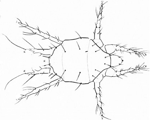 Dorsal view of a male broad mite, Polyphagotarsonemus latus (Banks).