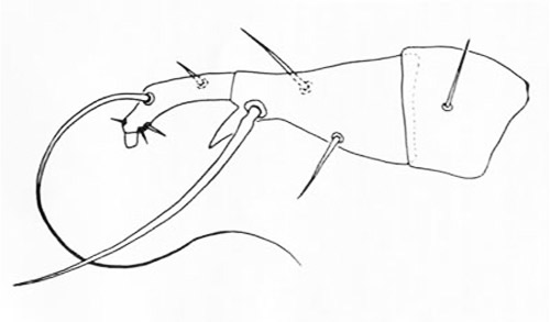 Leg IV of male broad mite, Polyphagotarsonemus latus (Banks). 