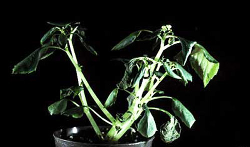 Damage to Impatiens sp. by the broad mite, Polyphagotarsonemus latus (Banks).