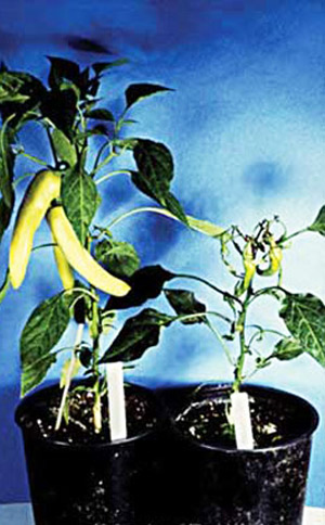 Broad mite, Polyphagotarsonemus latus (Banks), damage to pepper. 