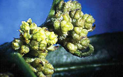 Broad mite, Polyphagotarsonemus latus (Banks), damage to pepper bud proliferation. 