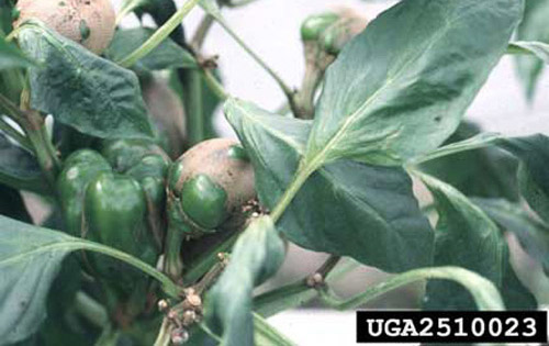 Broad mite, Polyphagotarsonemus latus (Banks), damage to pepper a few weeks after infestation. 