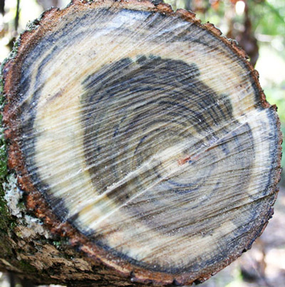 Stained sapwood is an indication of an infestation by the redbay ambrosia beetle, Xyleborus glabratus Eichhoff. 