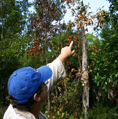 Wilted foliage, with a reddish or purplish discoloration, caused by an infestation of the redbay ambrosia beetle, Xyleborus glabratus Eichhoff.