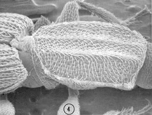 Oblique view of the pronotum of an adult male Oryzaephilus acuminatus Halstead, a stored products pest, showing the strongly developed anterior pronotal angles.