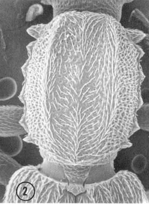 Dorsal view of the pronotum of an adult male Oryzaephilus mercator (Fauvel), the merchant grain beetle, showing lesser development of anterior pronotal angles, compared to O. acuminatus Halstead. 