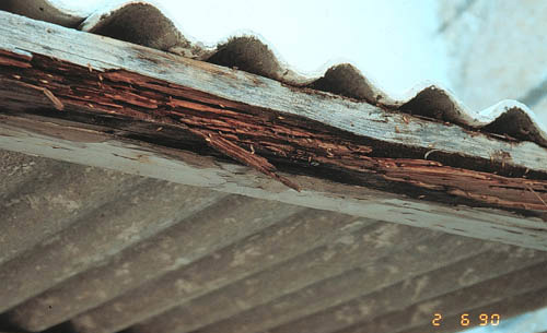 Damage by Coptotermes gestroi (Wasmann) to church pew, Miami. 