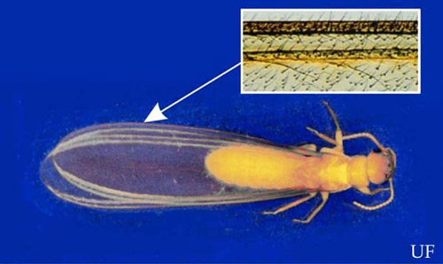 Small hairs on wings of swarmers of the Formosan subterranean termite, Coptotermes formosanus Shiraki. 