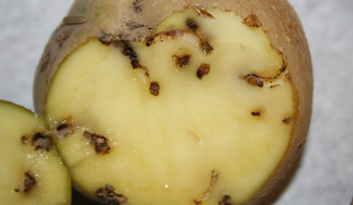 Damage on a potato in field by the potato tuberworm, Phthorimaea operculella (Zeller).