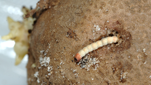 Larva of the potato tuberworm, Phthorimaea operculella (Zeller)