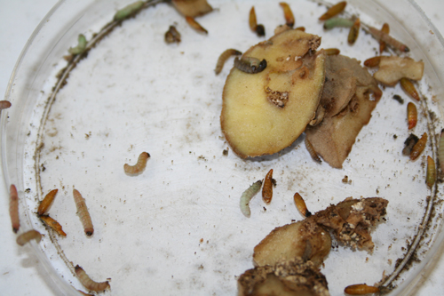 Late larval instars and pupae of the potato tuberworm, Phthorimaea operculella (Zeller) on a damaged potato.