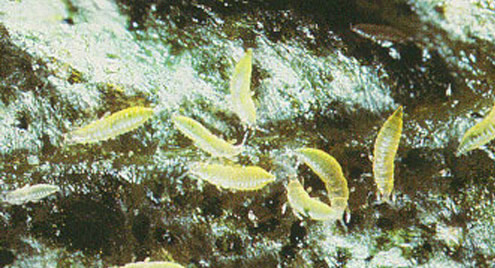 Larvae of melon thrips, Thrips palmi Karny. 