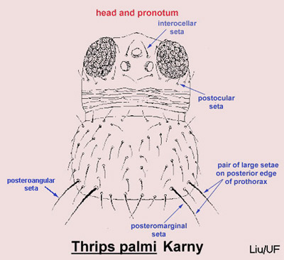 Head and pronotum of the melon thrips, Thrips palmi Karny, with setae identified.