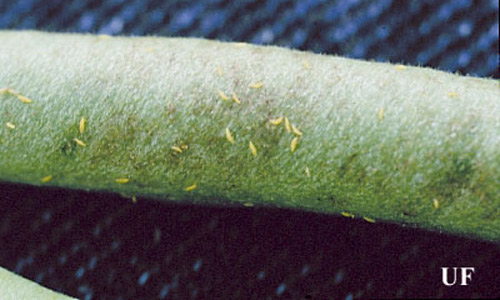 Melon thrips, Thrips palmi Karny, on a bean pod. 