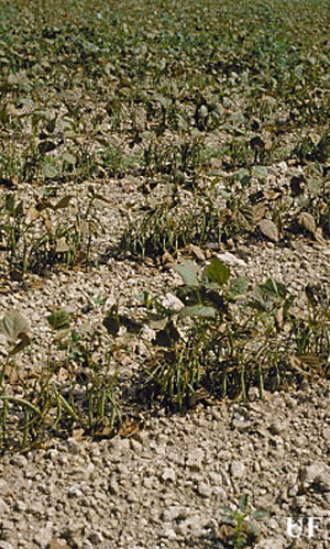 Bean leaf bronzing caused by an infestation of melon thrips, Thrips palmi Karny. 