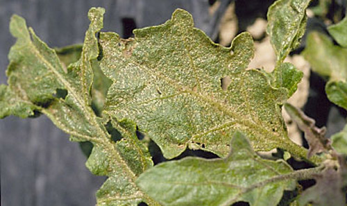 Eggplant leaf damage caused by melon thrips, Thrips palmi Karny. 