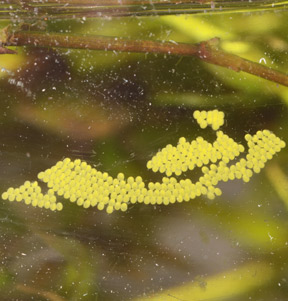 Eggs of Parapoynx diminutalis within one day of being laid (left).