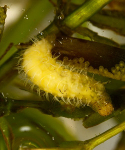 A late instar of Parapoynx diminutalis feeding on hydrilla (left).