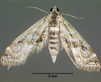 An adult Parapoynx diminutalis female moth (left) and male moth (right). Females have longer wingspans, more pointed forewings, and larger abdomens. Males have longer antennae and more distinct white setae (hairs) at the tip of the abdomen.