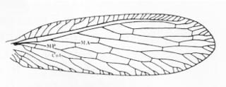 Forewing - Micromus subanticus (Walker). 