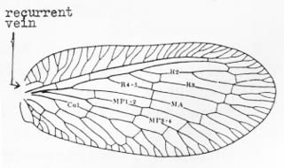 Forewing - Boriomyia fidelis (Banks).