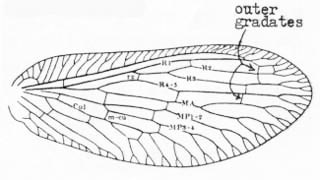 Forewing - Sympherobius amiculus (Fitch).