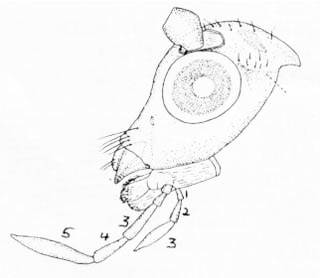 Head of Micromus (after Tjeder, 1961).