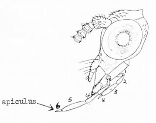 Head of Hemerobius (after Tjeder, 1961).