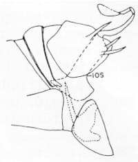 Male terminalia - Sympherobius amiculus (Fitch).