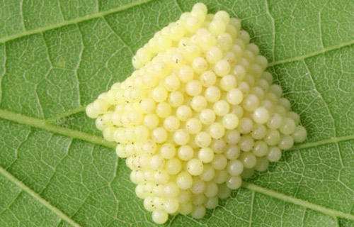 Eggs of the tawny emperor, Asterocampa clyton (Boisduval & Leconte). 