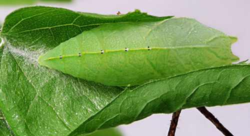 Dorsal view of pupa of the tawny emperor, Asterocampa clyton (Boisduval & Leconte). 